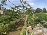 Image: Ramsey Abbey Walled Garden